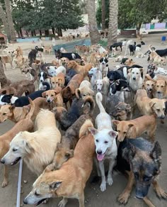 a large group of dogs are standing together