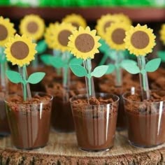 sunflowers are placed in small cups with chocolate on top and sprinkles sticking out of them