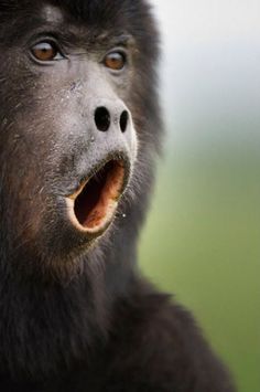 a monkey with its mouth open in front of the camera