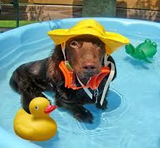 a brown dog wearing a yellow hat sitting in a pool next to a rubber duck