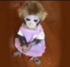 a small monkey dressed up in a pink dress