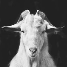 a black and white photo of a goat with horns