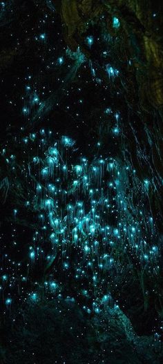 the lights in the trees are glowing green