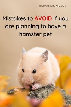 a hamster sitting on top of a rock with the caption saying, it's not hard to avoid