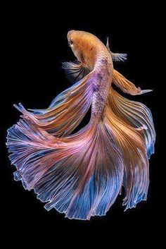 an orange and blue siamese fish with long tail swimming in the water on a black background