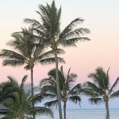 palm trees line the beach as the sun sets in the distance, with an ocean view behind them