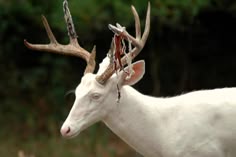 a white deer with antlers on it's head