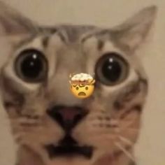 a cat with an emoticive smiley face on it's nose and eyes