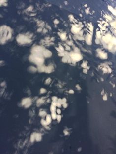 the shadow of a tree on a wall