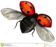 two ladybugs sitting on top of each other in front of a white background