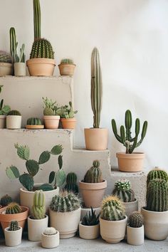 many different kinds of cacti in pots on the wall next to each other