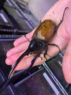 a brown and black beetle sitting on top of a person's hand in front of an oven