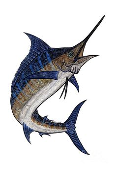 a drawing of a blue marlin fish