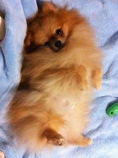 a small brown dog laying on top of a blue blanket