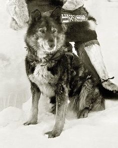 an old black and white photo of a person with a dog in the snow,
