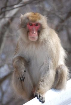 a small monkey sitting on top of a white fence next to trees and snow covered ground