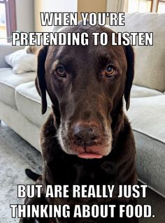 a brown dog sitting on top of a floor next to a white couch with the words when you're pretending to listen but are really just thinking about food