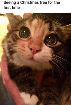 a cat is looking at the camera with big eyes