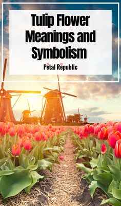 tulips and windmills with the words tulip flower meanings and symboism