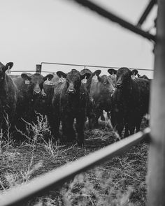 a herd of cattle standing next to each other on a dry grass field