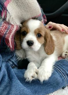 a small puppy is sitting on someone's lap