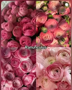 pink roses are arranged in three different pictures, each with their own name on them