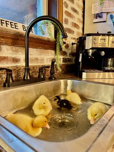 three little ducks in a stainless steel sink next to a faucet and coffee maker