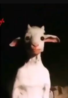 a white goat standing in front of a black background