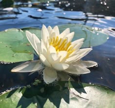 a white water lily floating on top of a lake