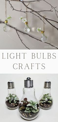 three light bulbs with plants in them are hanging from a branch and the words light bulbs crafts above it