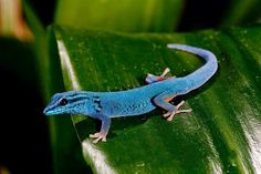 a blue and black lizard sitting on top of a green leaf