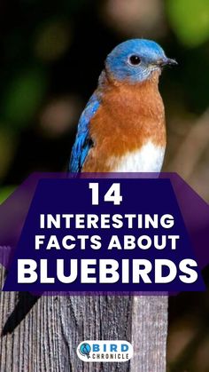 Bluebird Facts, Small Blue Bird Identification, Types Of Blue Birds, Blue Bird Of Happiness, What Birds Are Blue, Blue Bird Identification, Eastern Bluebird Facts For Kids, Eastern Bluebird Facts, Identifying Blue Birds
