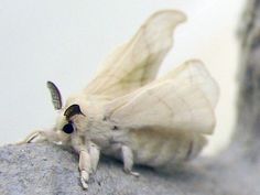 a white moth sitting on top of a rock