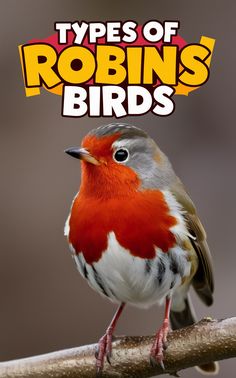 a red and white bird sitting on top of a tree branch with the title types of robin's birds