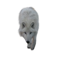 an animal that is walking in the air with it's head down and eyes closed