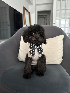 a small black dog sitting on top of a gray chair next to a white pillow