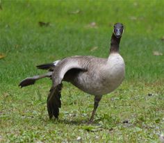 a duck standing in the grass with it's wings spread out and its beak open