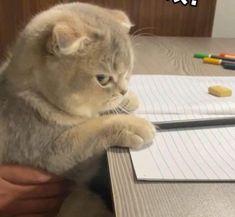 a cat sitting on top of a desk next to a notepad