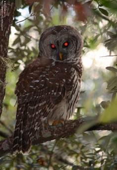 an owl with red eyes sitting in a tree