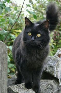 a black cat sitting on top of a rock