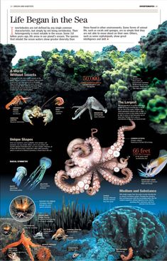 an octopus and other animals are depicted in the ocean info sheet, with information about their life