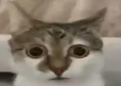 a cat with big eyes looking at the camera