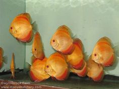 a group of orange fish swimming in an aquarium next to each other on the side of a wall