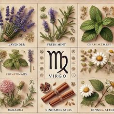 an assortment of herbs and spices displayed on a sheet of paper with the word virgo written in it