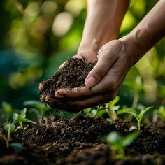 a person holding dirt in their hands over the ground with green plants growing from it