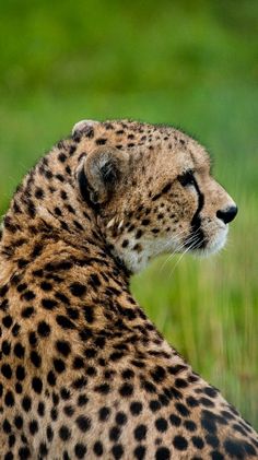 a cheetah is sitting in the grass and looking away from the camera with its eyes closed