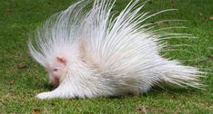 a white furry animal with long tail laying on the grass