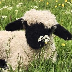 a black and white sheep standing in tall grass with flowers on it's back
