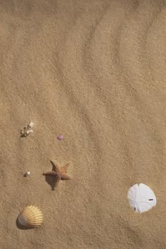 shells and starfish on the sand at the beach