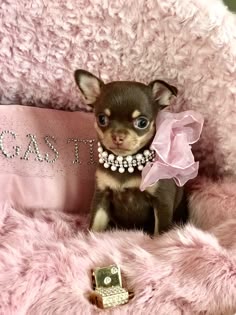 a small chihuahua dog sitting on top of a fluffy pink blanket next to a cell phone